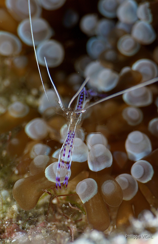 MediaEarth - Bahamas 2017 - DSC02392_rc - Pedersons Shrimps - Crevette de Pederson - Ancylomenes pedersoni.jpg